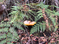 How to book a Bibbulmun Track Transfer with Pemberton Discovery Tours
