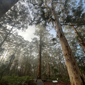 Climbing the Gloucester Tree – One of Western Australia’s Most Iconic Experiences