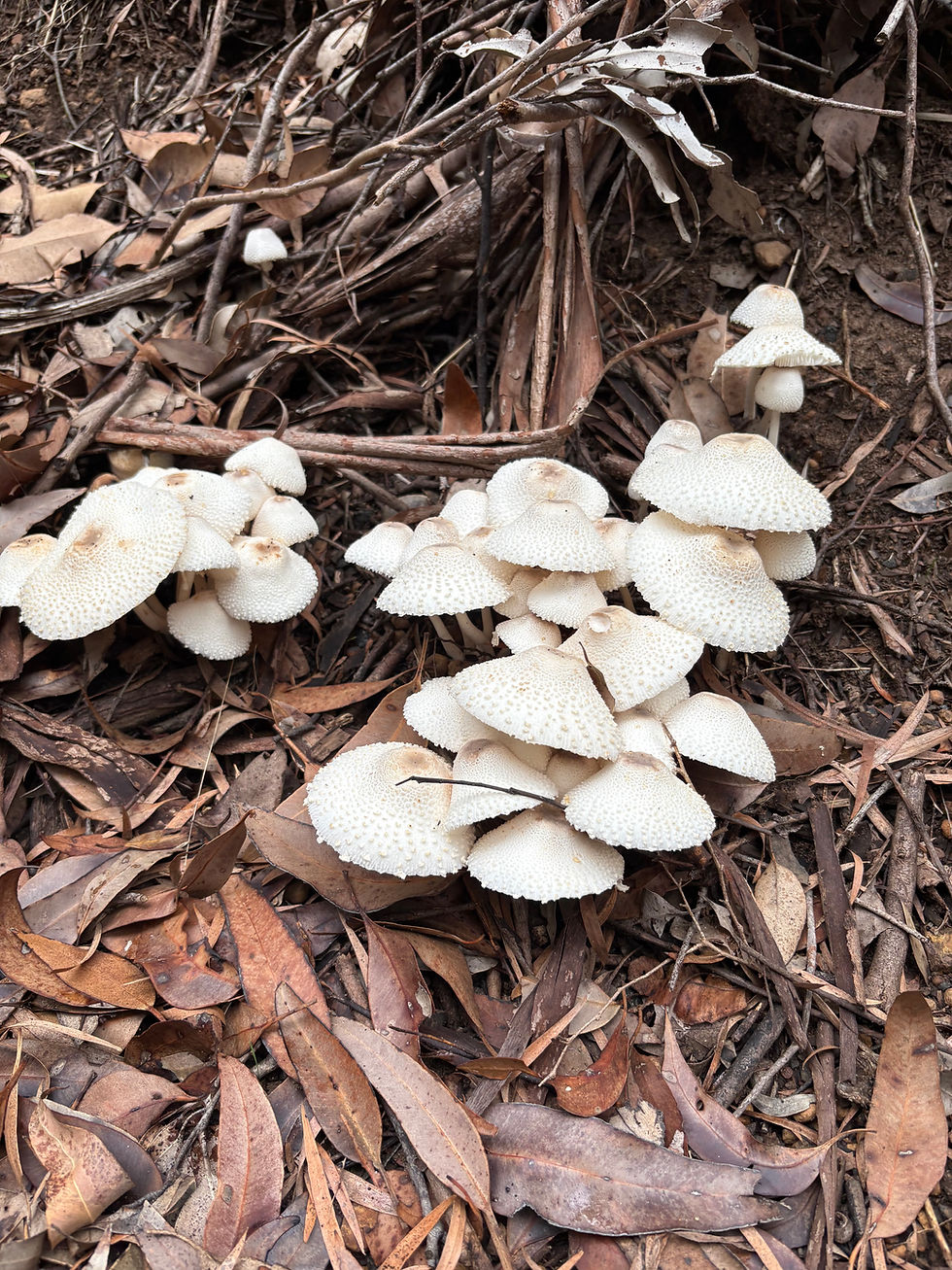 Fungi in our forests with special guest guide Peter!