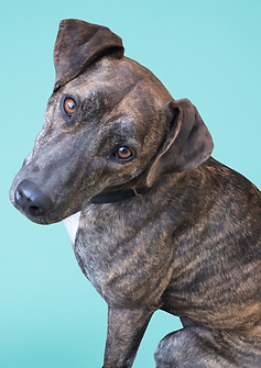 Copy of Frankie (1).png