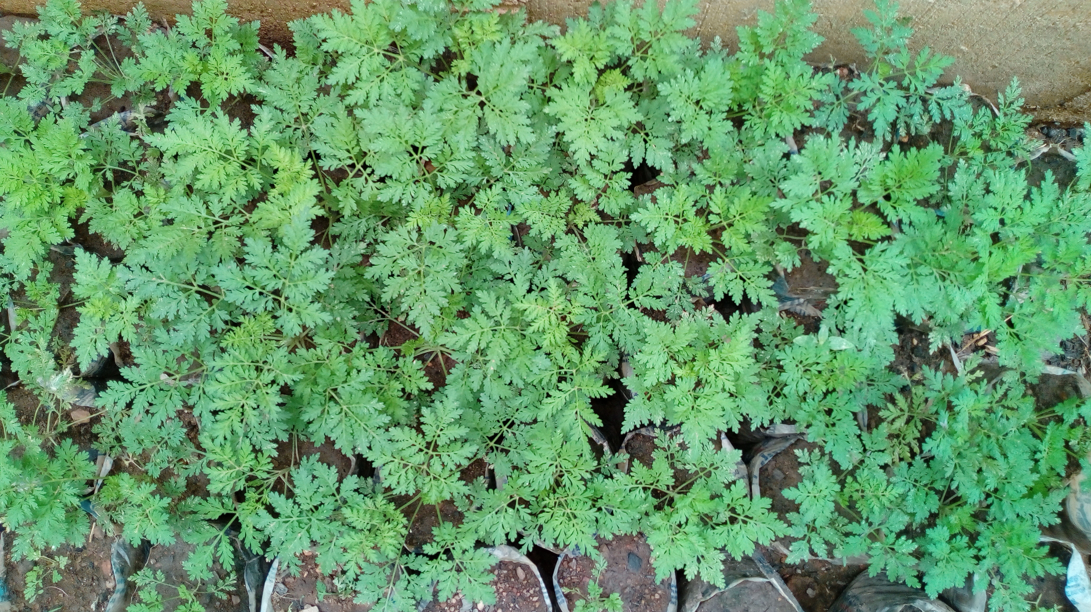 Plant d'Artemisia Annua