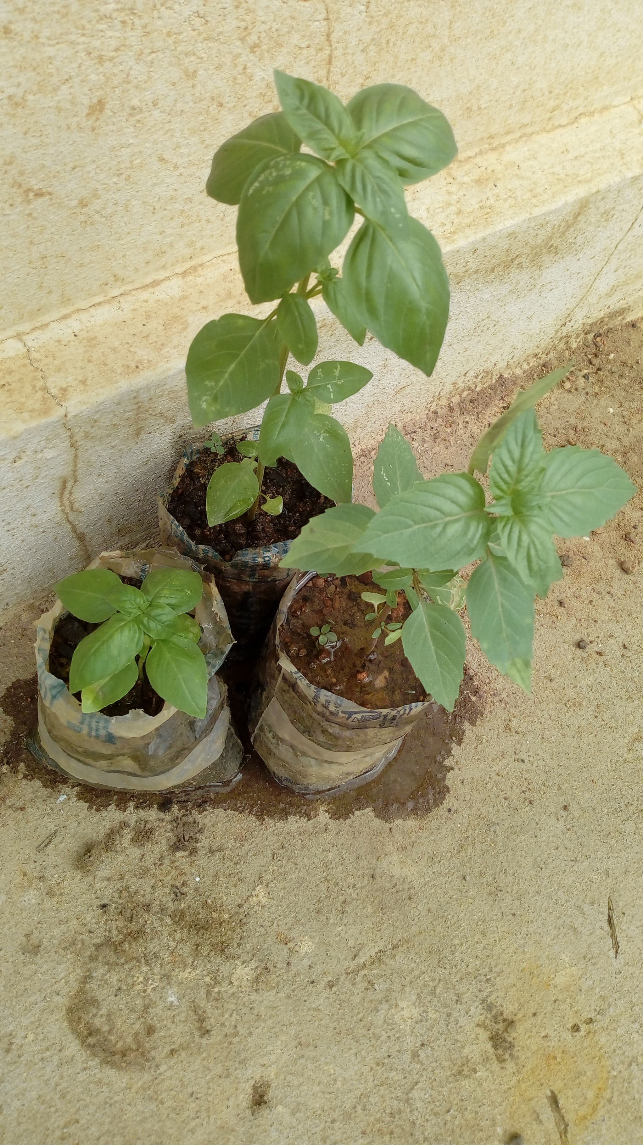 Plant Basilic