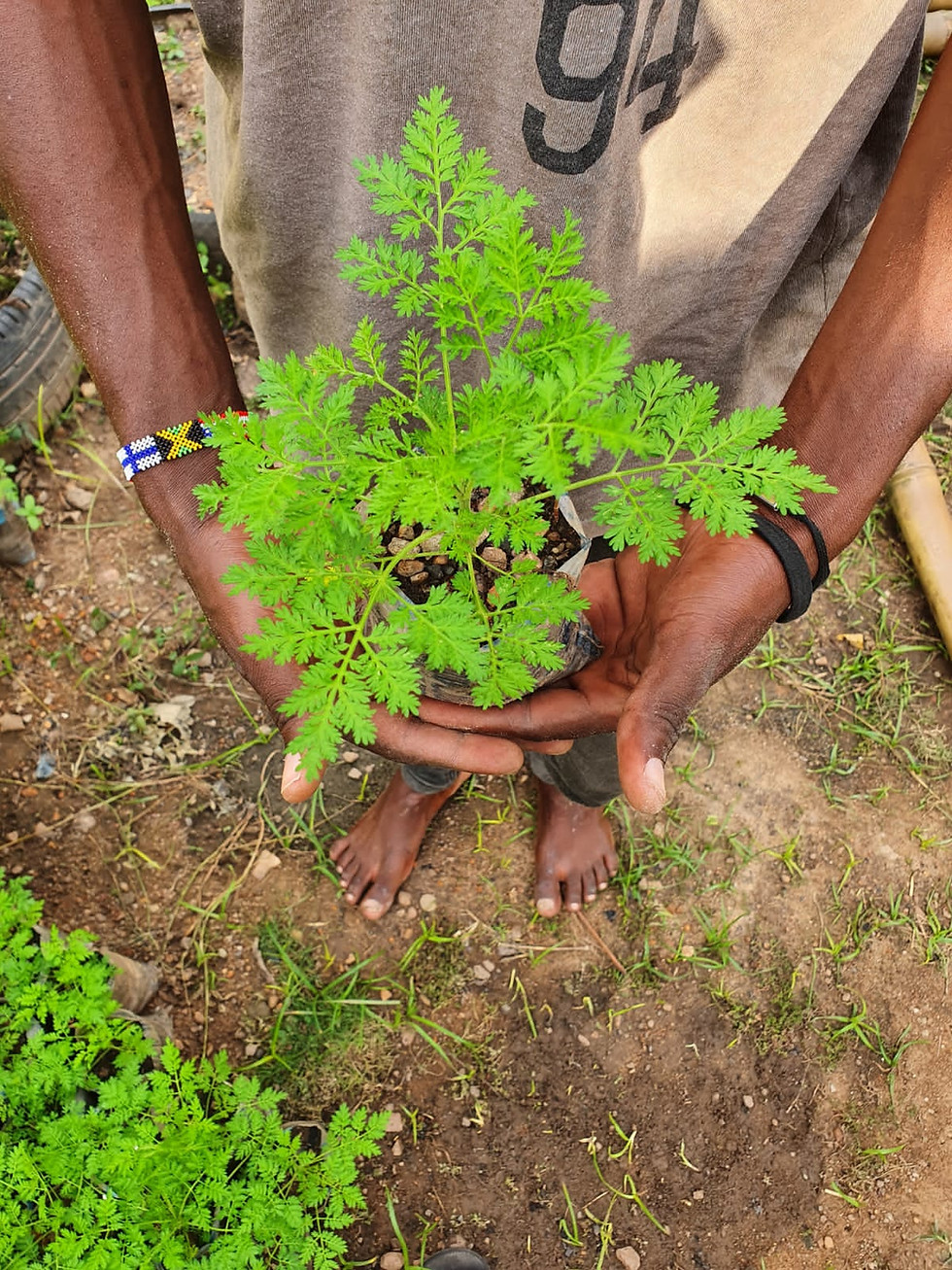 Miniature : Plant d'Artemisia Annua