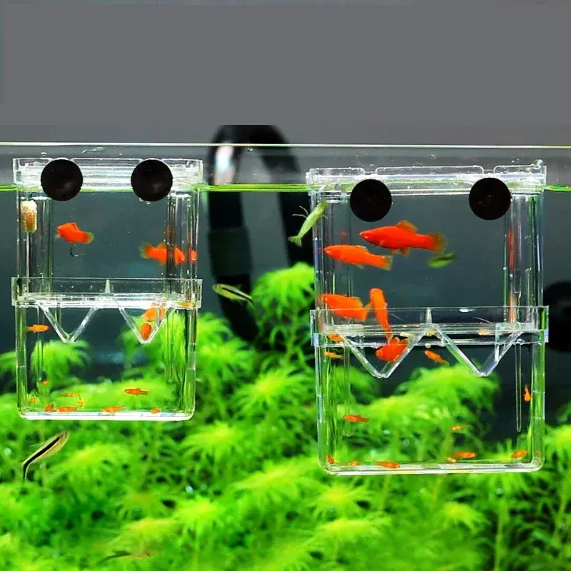 Caixa Transparente de Isolamento e Reprodução para Peixes de Aquário