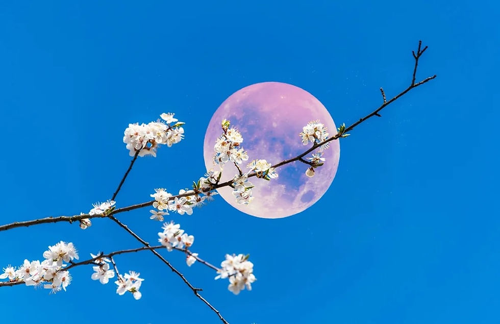 Pink Moon Yoga+Reiki+Cacao Ceremony