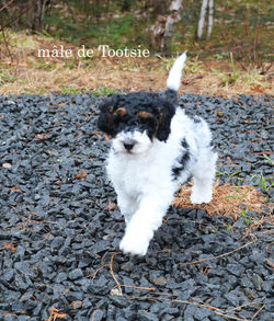 Tootsie mb