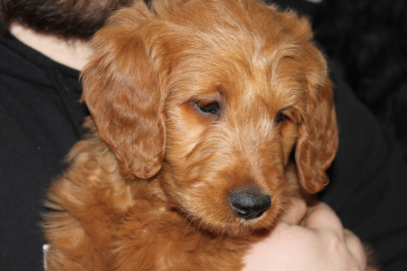 Élevage de goldendoodles Québec Lechicdoodle