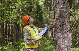 A forest engineer works in the forest. The forester examines the forest plantation. Volunt