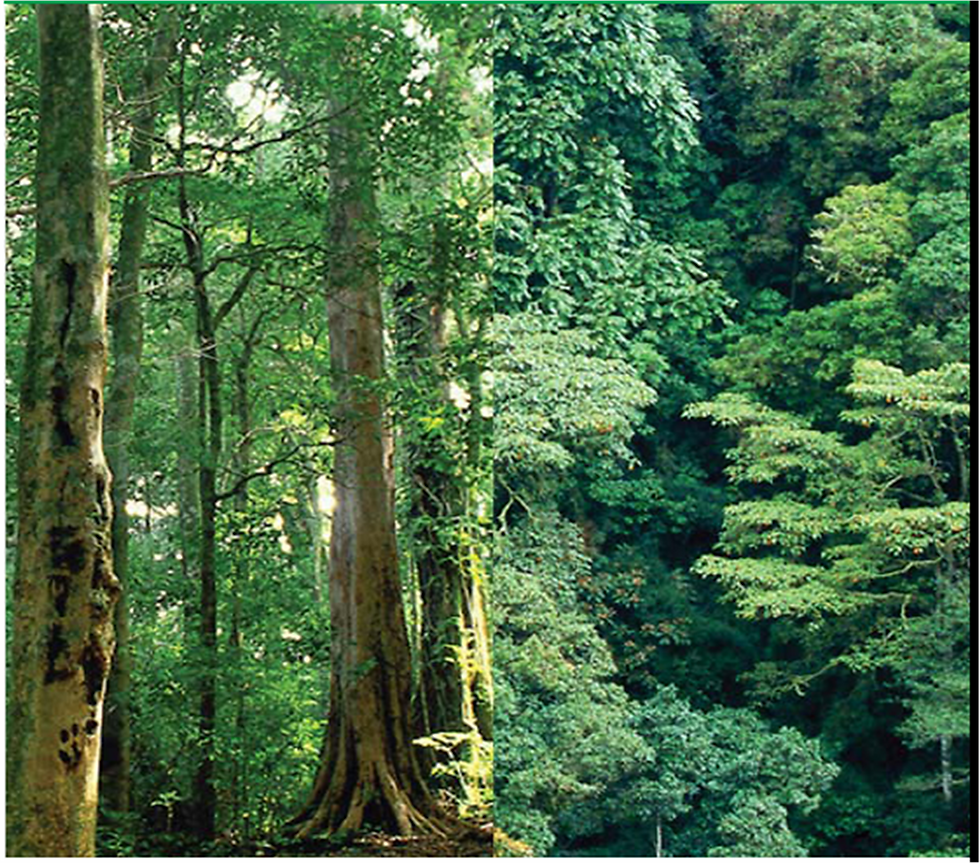 Estructura del bosque natural