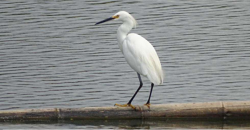 garza