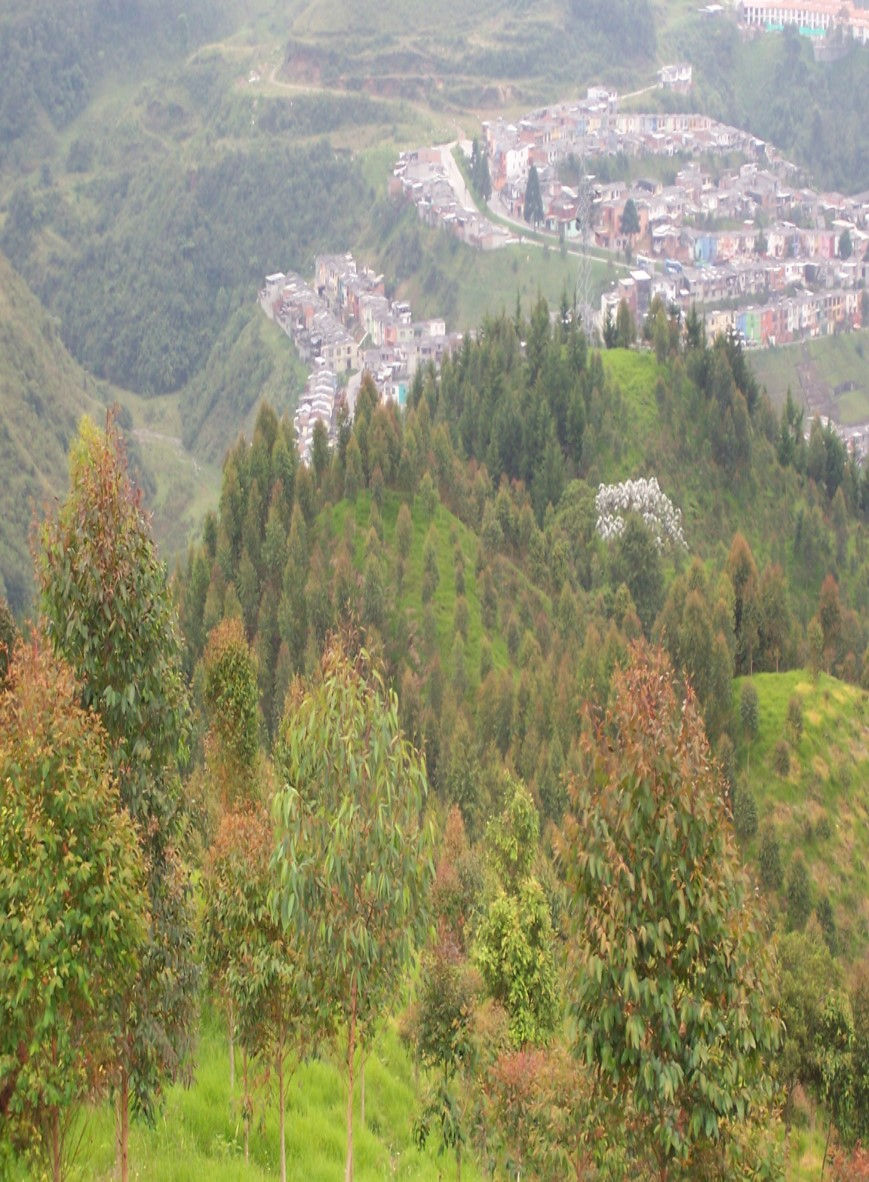 PLAN DE ORDENACION DE BOSQUES INDUSTRIALES