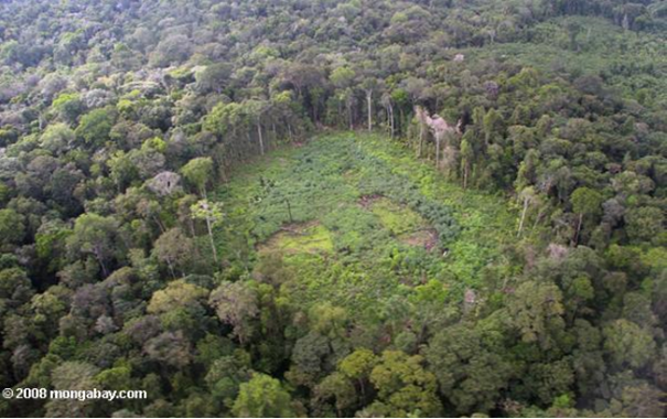 Ordenación de bosques intervenidos
