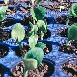 Entre narrativas e disputas: seminário da Ação Coletiva aponta possibilidades para a transformação dos sistemas agroalimentares