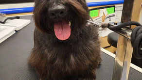 Welcome Our New Groomer at Country Pet Playground - Book Your Appointments Now!
