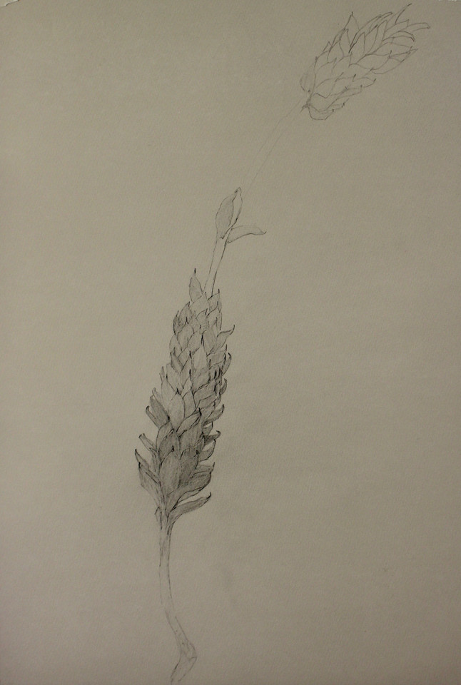 pine