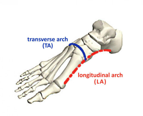 발의 가로 아치(TA)와 종방향 세로 아치(LA). 종방향 세로 아치는 발의 강성에 대해 그동안 많이 연구되었으나, 이번 연구에서는 세로 아치보다 가로 아치가 더 중요하다는 사실을 발견했다. © OIST