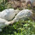 Thumbnail: Pasture Raised Farm Turkey