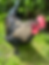 Rooster Processing Day (Private Use Only)
