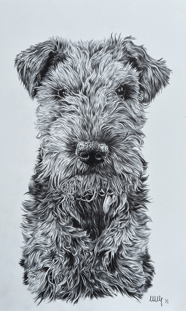 Detailed black and white portrait of a dog; FINE ART. The dog is looking forward.