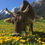 Miniaturbild: Frische Stulser Bio-Bergmilch