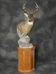 Whitetail Pedestal Mount