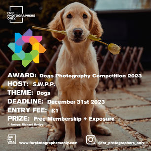 Dogs Photography Competition