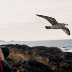 Photographer tracking seabird along shoreline