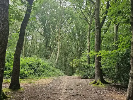 Explore Owl Wood: A Hidden Gem in South Kirkby’s Countryside