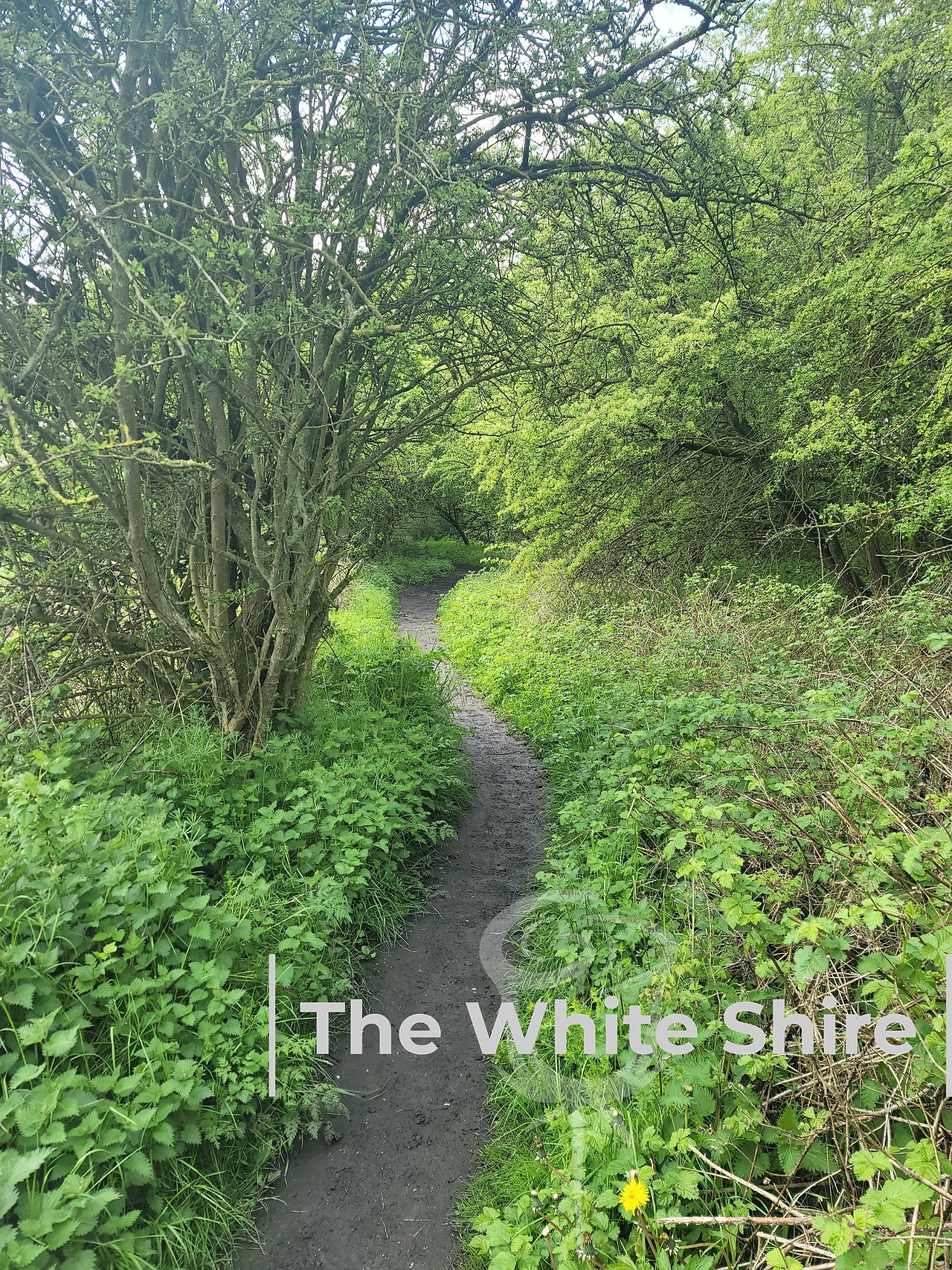 Market Weighton circular walk, The White Shire.