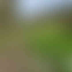 Welton loopwalk, East Yorkshire.