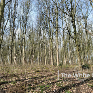 Welton loopwalk, East Yorkshire.