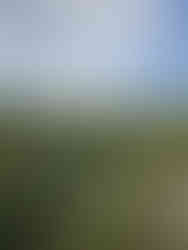 The White Shire Walks