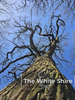 Shipley Glen circular walk by The White Shire Walks