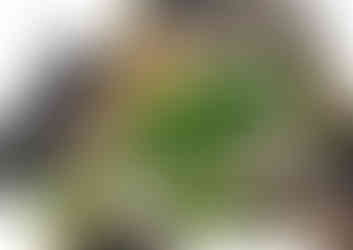 Garden design concept plans for a property in Wakefield.