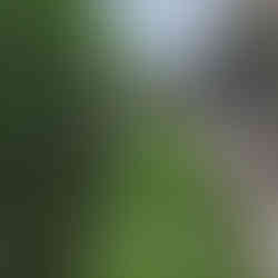 Leeds, Liverpool canal & Holbeck Viaduct Walk. The White Shire Walks.