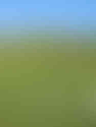 Spofforth Circular Walk. The White Shire Walks.