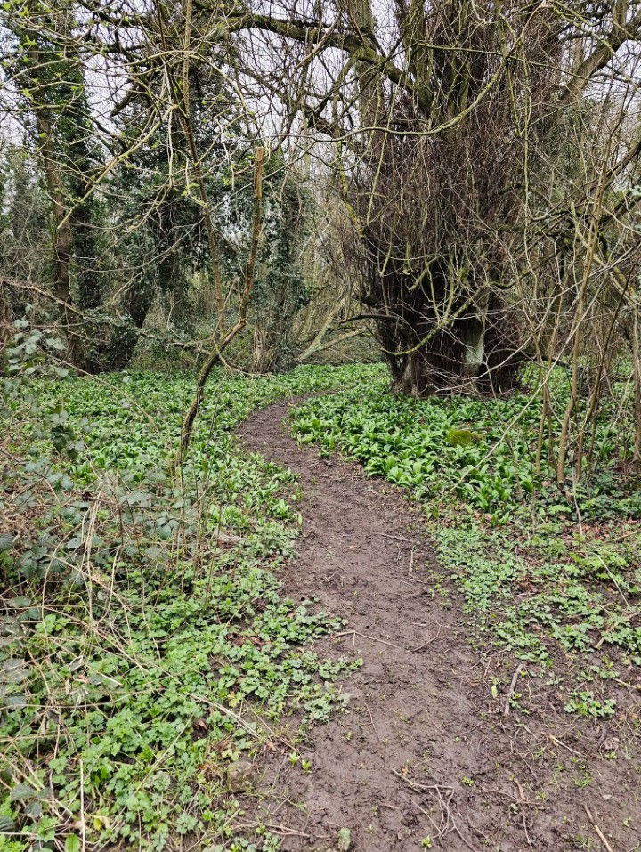 A Brief History of Maltby Dike, Near Roche Abbey