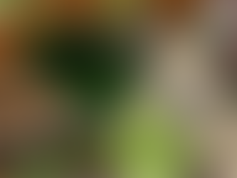 Small Rear Garden Design in West Yorkshire with Indian Sandstone Paving and Fire Pit