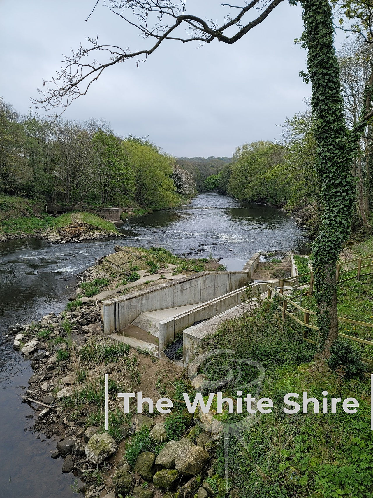 Kirkstall Abbey Walk. The White Shire.