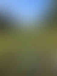 Spofforth Circular Walk. The White Shire Walks..