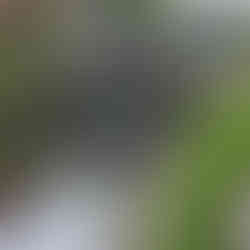 Leeds, Liverpool canal & Holbeck Viaduct Walk. The White Shire Walks.