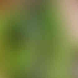 Welton loopwalk, East Yorkshire.