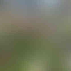 Leeds, Liverpool canal & Holbeck Viaduct Walk. The White Shire Walks.