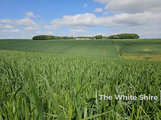 The White Shire Walks