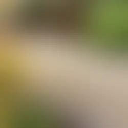 Pros and Cons of Self-Bound Gravel for Gardens and Driveways