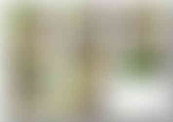 4, Garden layout plan 3D images for a property in Darrington