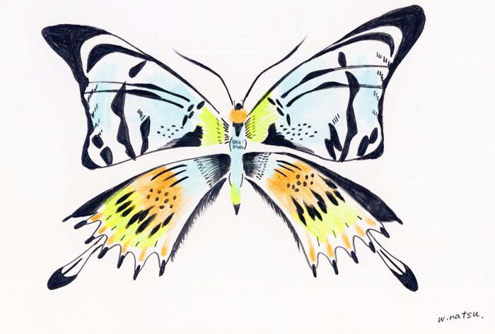 butterfly
