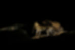 Leopard with Dik-dik kill by Don Heyneke, Escape Safari Co.