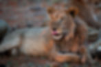 Escape Safari Co - Mike Sutherland Mother of Seven (1 of 1)-9.jpg