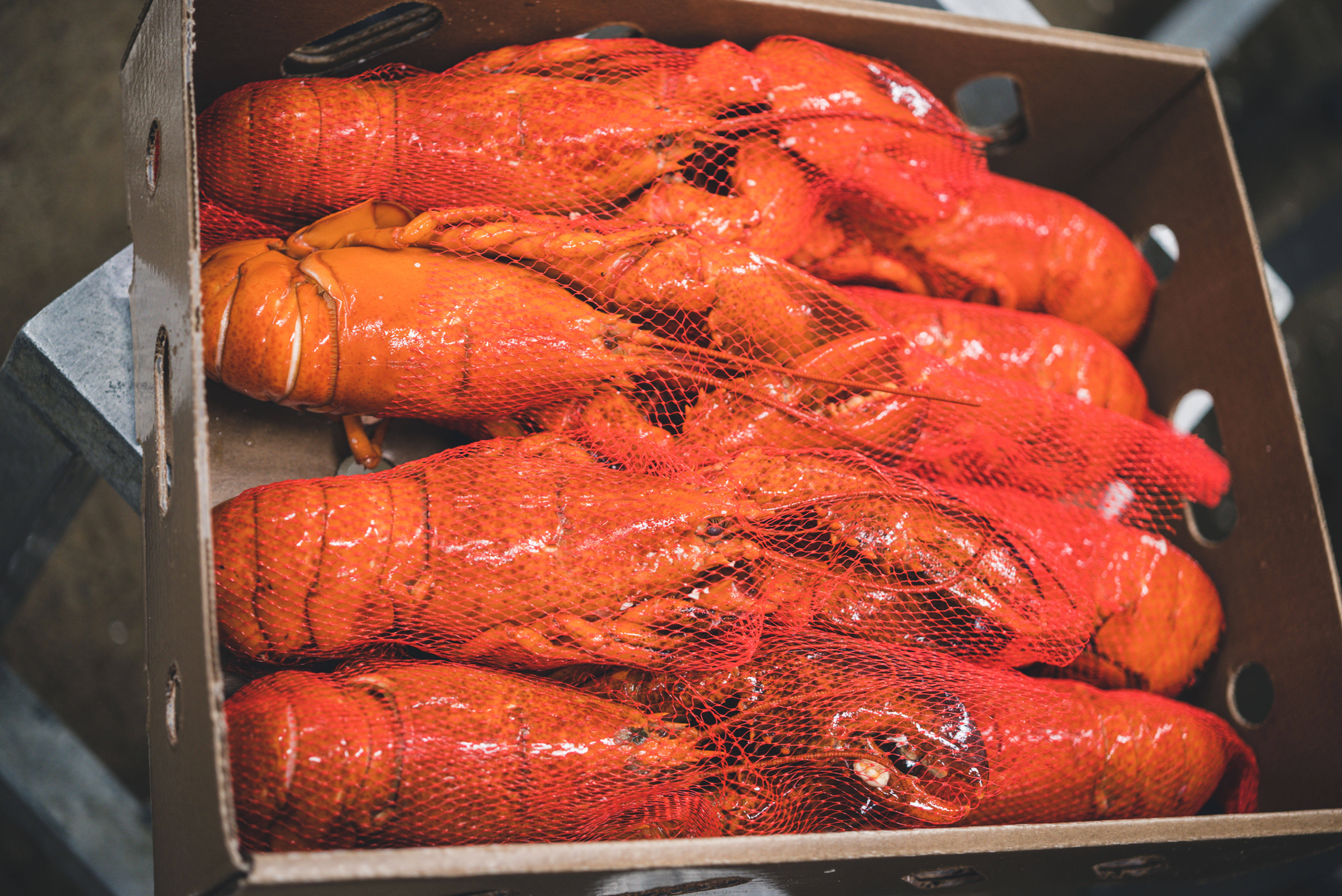 Homard de l'Atlantique